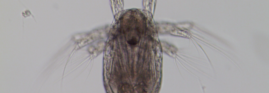 Recognizing an Acartia copepod