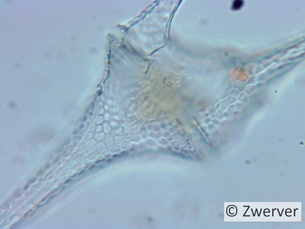 Panssarilevä Ceratium hirundinella