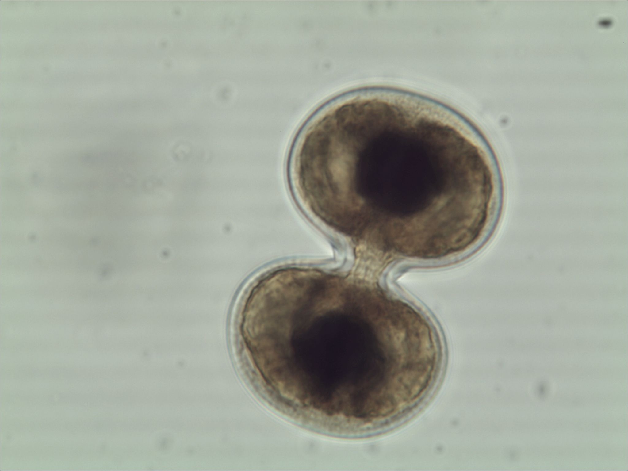 Plankton - Planktonia