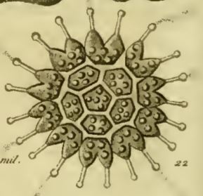 Helierella boryana alias Pseudopediastrum boryanum.